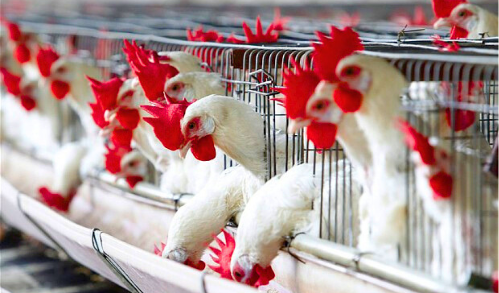Farm quality inspection